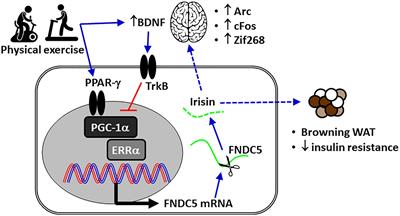 The Role of PGC-1α/UCP2 Signaling in the Beneficial Effects of Physical Exercise on the Brain